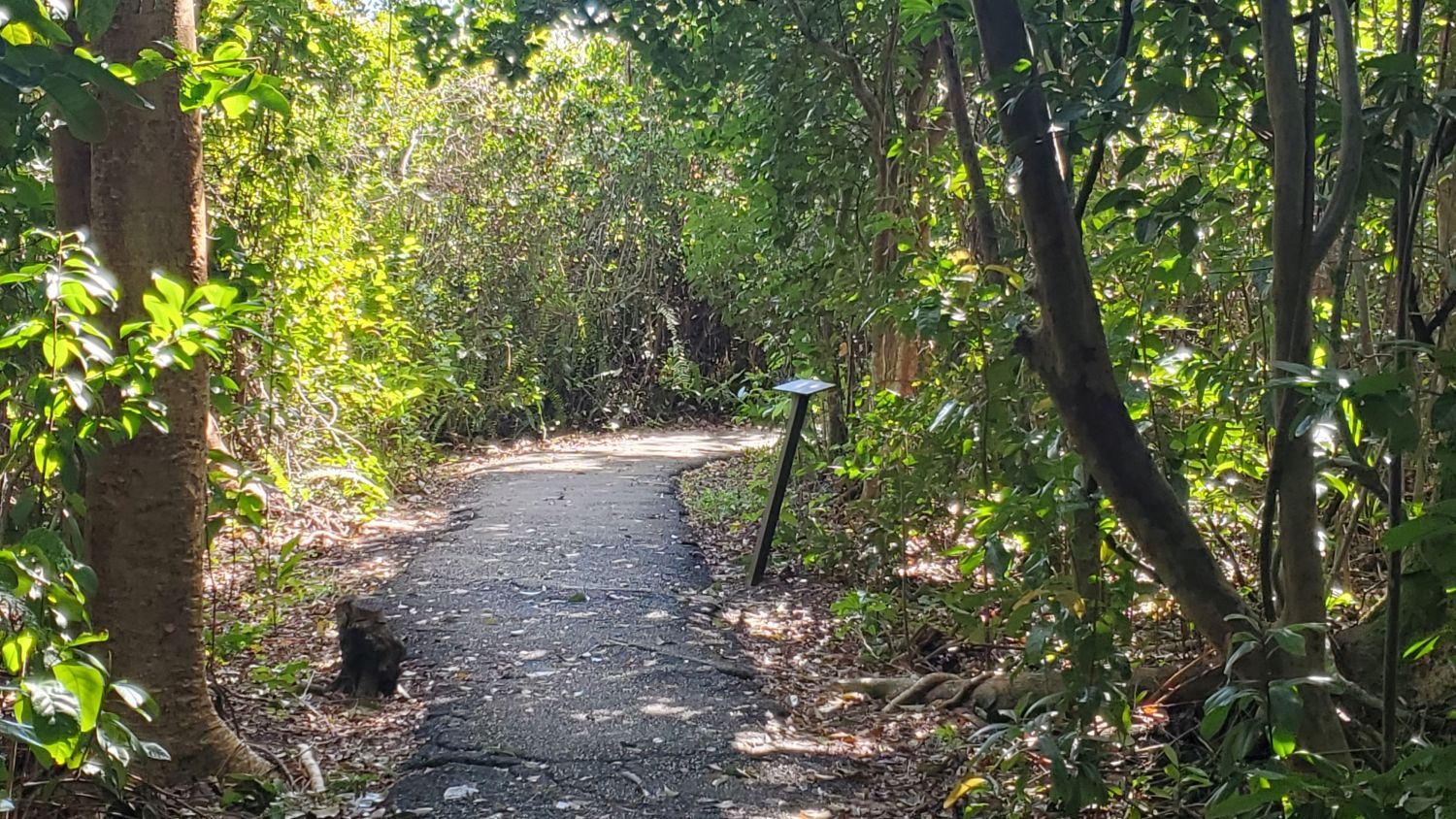 Gumbo Limbo Trail 